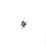 photo du pins polar no comply forever silver